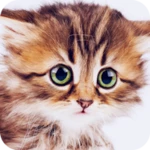 Logo of Cute Animal Wallpapers 4K android Application 