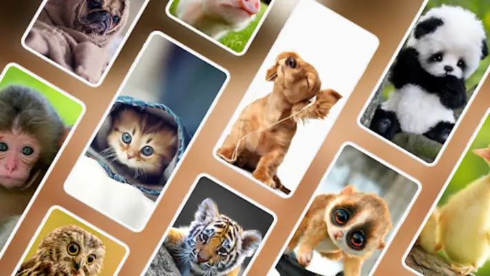 Cute Animal Wallpapers 4K android App screenshot 5